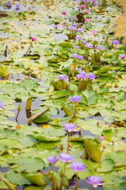 Nilüfer, nilüfer ya da su çiçekleri havuzda