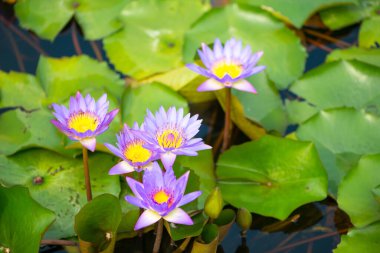 Mor Nilüfer çiçeği ve bilardoda arı