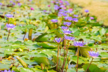 Mor Nilüfer çiçeği ve bilardoda arı
