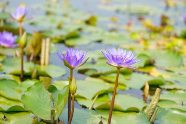 Nilüfer, nilüfer ya da su çiçekleri havuzda