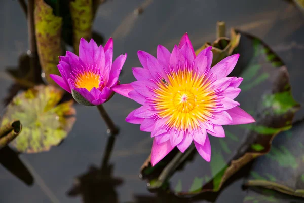 Roze Waterlelie Bloem Bij Zwembad — Stockfoto