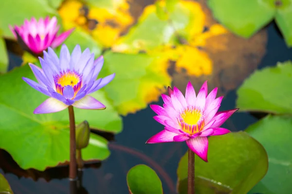 Waterlelie Lotus Waterlelie Bloem Het Zwembad — Stockfoto