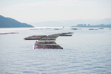 Miyajama Adası, Hiroşima, Japonya 'daki istiridye çiftliği.