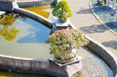 Omiya, Saitama, Japonya - 10 Ekim 2018: Japon Omiya bonsai müzesindeki Bonsai ağacı Saitama, Japonya