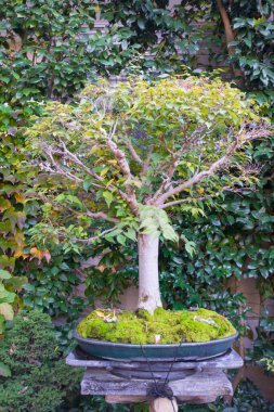 Japonya Saitama 'daki Omiya bonsai köyündeki Japon bonsai ağacı.