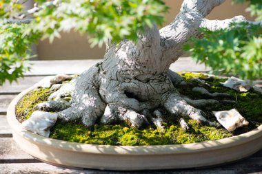 Japonya, Saitama 'daki Omiya bonsai köyündeki Japon bonsai ağacının kökü.