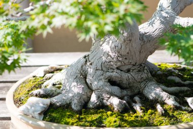 Japonya, Saitama 'daki Omiya bonsai köyünde Japon akçaağaç bonsai kökü.