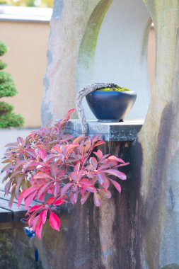 Japonya Saitama 'daki Omiya bonsai köyündeki Japon bonsai ağacı.