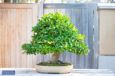 Japonya 'nın Saitama kentindeki Omiya bonsai köyündeki kamelya bonsai ağacı.