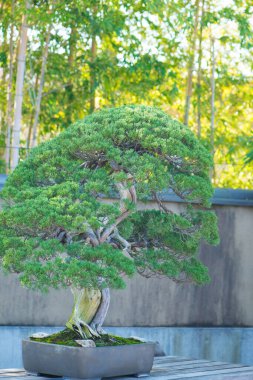 Japonya Saitama 'daki Omiya bonsai köyündeki Japon bonsai ağacı.