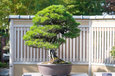 Japonya, Saitama 'daki Omiya bonsai köyündeki Japon kara çam ağacı.