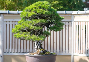 Japonya, Saitama 'daki Omiya bonsai köyündeki Japon kara çam ağacı.