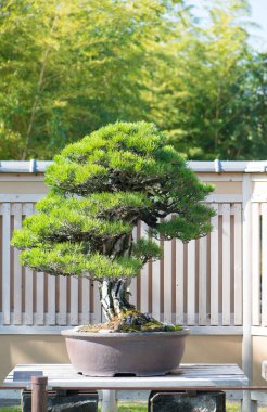 Japonya, Saitama 'daki Omiya bonsai köyündeki Japon kara çam ağacı.