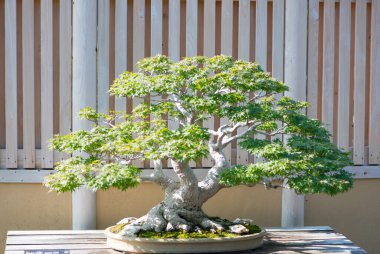 Japon akçaağaç bonsai Saitama, Japonya 'daki Omiya bonsai köyünde.