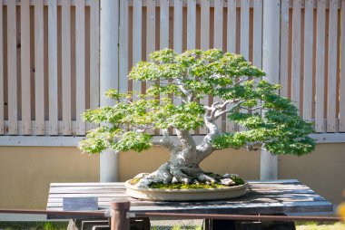 Japon akçaağaç bonsai Saitama, Japonya 'daki Omiya bonsai köyünde.