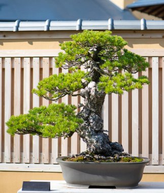 Japonya 'nın Saitama kentindeki Omiya bonsai köyündeki Japon beyaz çam ağacı.