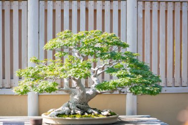 Japon akçaağaç bonsai Saitama, Japonya 'daki Omiya bonsai köyünde.