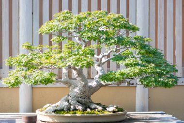 Japon akçaağaç bonsai Saitama, Japonya 'daki Omiya bonsai köyünde.