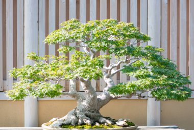 Japonya, Saitama 'daki Omiya bonsai köyündeki Japon akçaağaç ağacı.