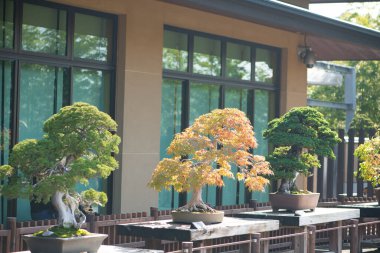 Japonya Saitama 'daki Omiya bonsai köyündeki Japon bonsai ağacı.
