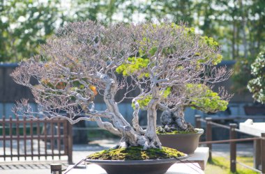 Kore Hornbeam bonsai Saitama, Japonya 'daki Omiya bonsai köyünde.
