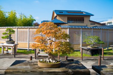 Japonya, Saitama 'daki Omiya bonsai köyündeki Japon akçaağaç ağacı.