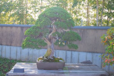 Japonya 'nın Saitama kentindeki Omiya bonsai köyündeki bonsai ağacının işaret fişeği.