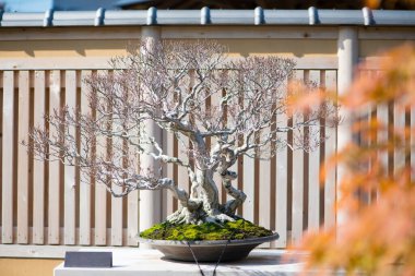 Kore Hornbeam bonsai Saitama, Japonya 'daki Omiya bonsai köyünde.