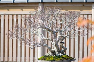 Kore Hornbeam bonsai Saitama, Japonya 'daki Omiya bonsai köyünde.