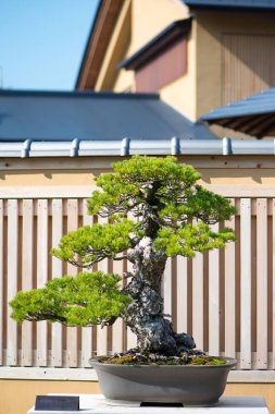 Japonya Saitama 'daki Omiya bonsai köyündeki Japon bonsai ağacı.