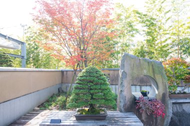 Saitama, Japonya 'daki Omiya bonsai köyünde Hinoki servi bonsai.