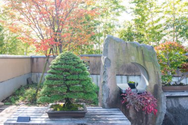 Saitama, Japonya 'daki Omiya bonsai köyünde Hinoki servi bonsai.