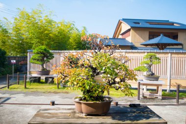 Japonya Saitama 'daki Omiya bonsai köyündeki Japon bonsai ağacı.