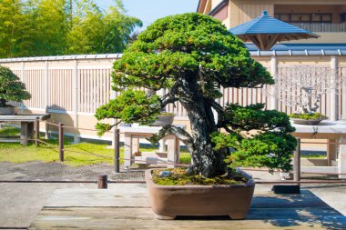 Japonya Saitama 'daki Omiya bonsai köyündeki Japon bonsai ağacı.