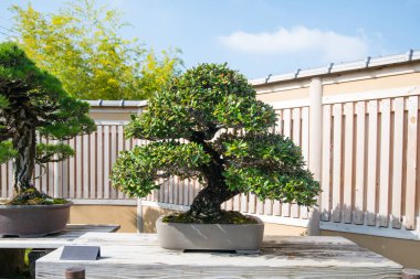 Japonya, Saitama 'daki Omiya bonsai köyündeki Japon Oleaster bonsai ağacı.