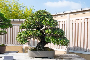 Japonya, Saitama 'daki Omiya bonsai köyündeki Japon Oleaster bonsai ağacı.