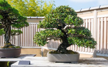 Japonya, Saitama 'daki Omiya bonsai köyündeki Japon Oleaster bonsai ağacı.