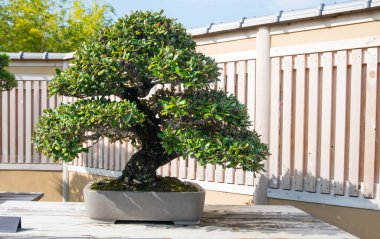 Japonya, Saitama 'daki Omiya bonsai köyündeki Japon Oleaster bonsai ağacı.