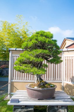 Japonya, Saitama 'daki Omiya bonsai köyündeki Japon kara çam ağacı.