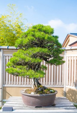 Japonya, Saitama 'daki Omiya bonsai köyündeki Japon kara çam ağacı.