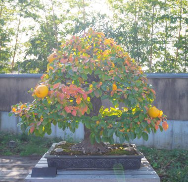 Japonya 'nın Saitama kentindeki Omiya bonsai köyündeki Çin Quince bonsai ağacı.