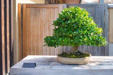 Japonya 'nın Saitama kentindeki Omiya bonsai köyündeki kamelya bonsai ağacı.
