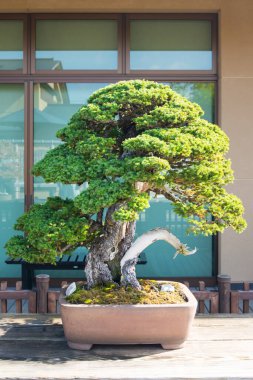 Japonya Saitama 'daki Omiya bonsai köyündeki Japon bonsai ağacı.