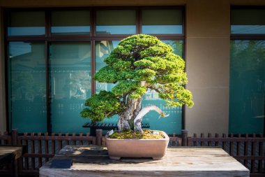 Japonya Saitama 'daki Omiya bonsai köyündeki Japon bonsai ağacı.