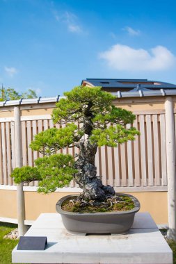 Japonya 'nın Saitama kentindeki Omiya bonsai köyündeki Japon beyaz çam ağacı.