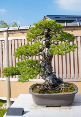 Japonya 'nın Saitama kentindeki Omiya bonsai köyündeki Japon beyaz çam ağacı.