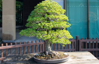 Japonya 'nın Saitama kentindeki Omiya bonsai köyündeki Japon beyaz çam ağacı.