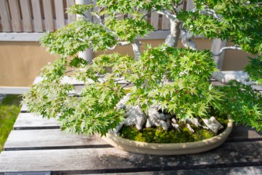 Japon akçaağaç bonsai Saitama, Japonya 'daki Omiya bonsai köyünde.