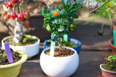 Japonya, Saitama 'da Omiya bonsai köyündeki Japoniçe bonsai ağacı.