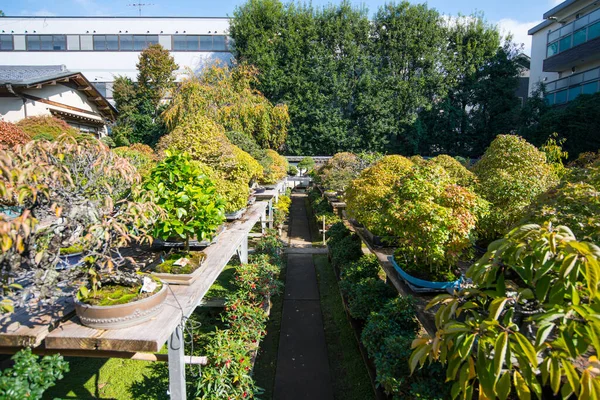 Japansk Bonsai Trädgård Omiya Bonsai Byn Vid Saitama Japan — Stockfoto